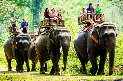 Elephant Safari in Kaziranga National Park